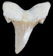 Auriculatus Fossil Shark Tooth - Morocco #35863-1